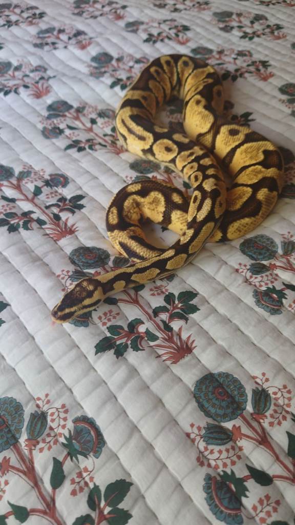 Royal/ Ball Python 