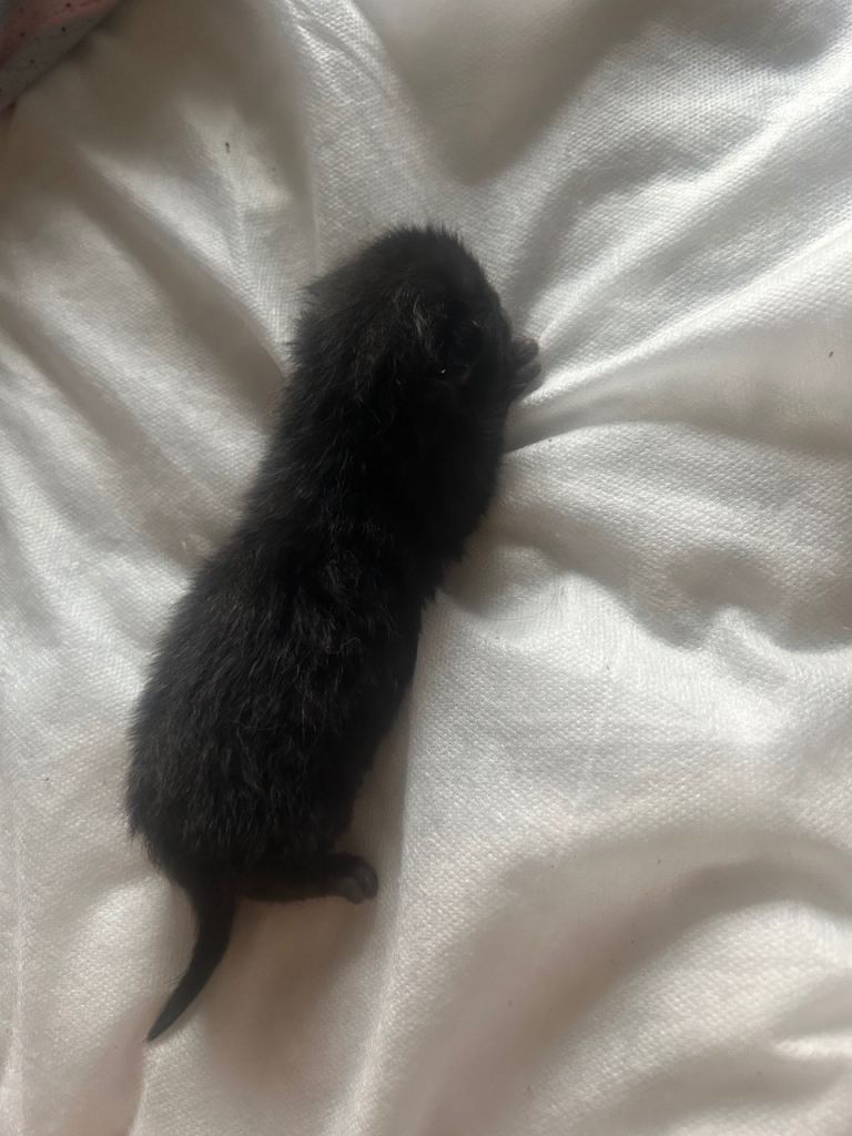 6 day old kittens-£70 eacb 2 black , 1 black and white and 1 grey brindle 