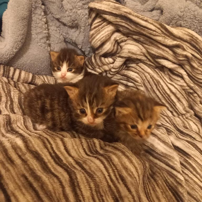3 beautiful kittens
