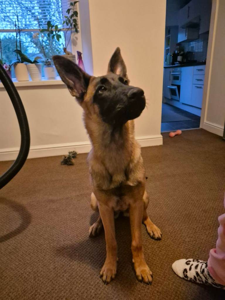 Belgian Malinois