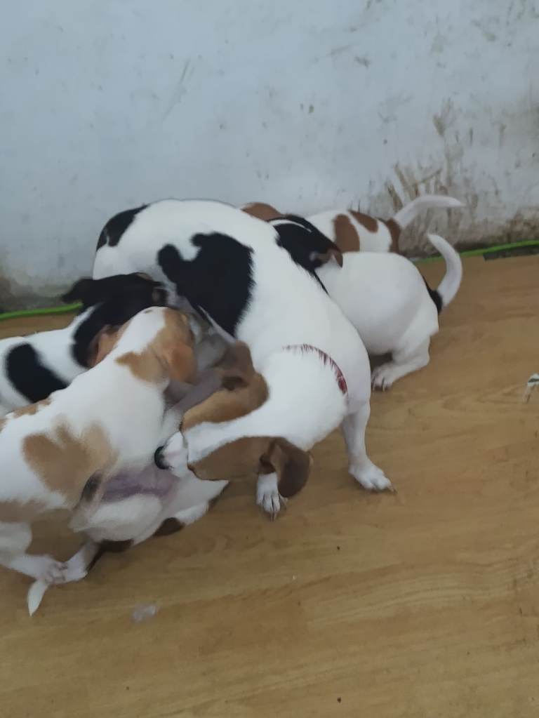 Jack Russell puppies 