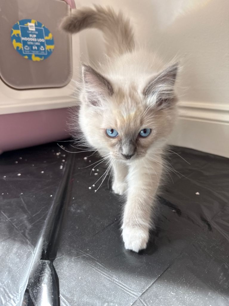  *only one mitted blue point female available