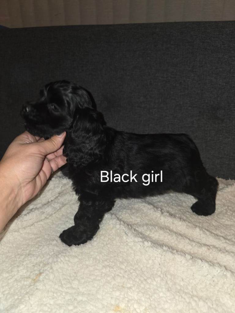 Beautiful KC registered American cocker spaniel puppies 