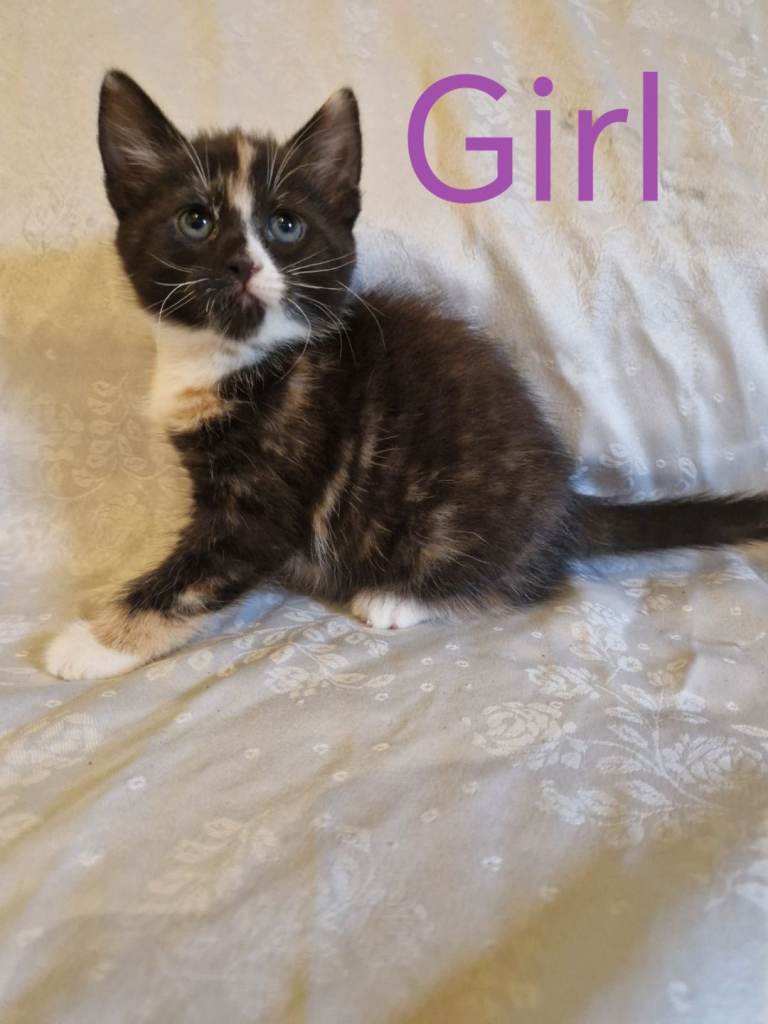 Adorable kittens