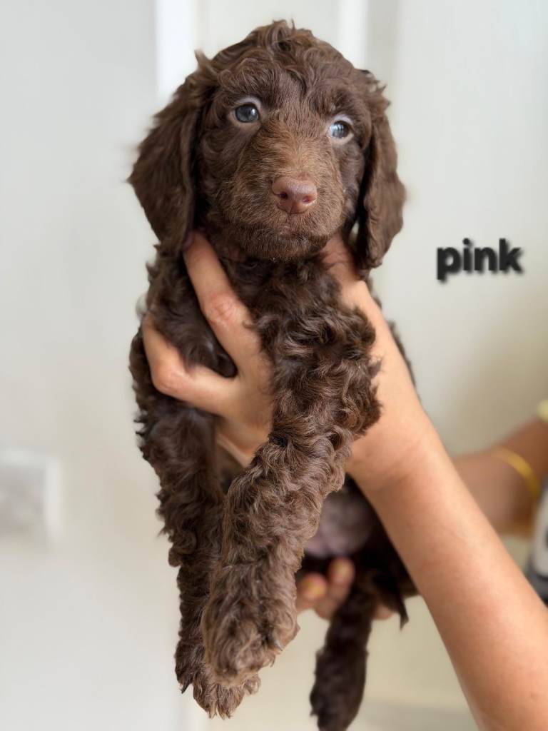 Rare F1 cockapoo pups with mix blue eyes colour