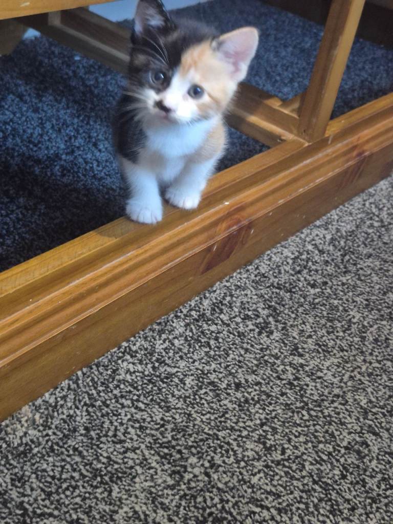 Rare 2 face colour kittens for sale 