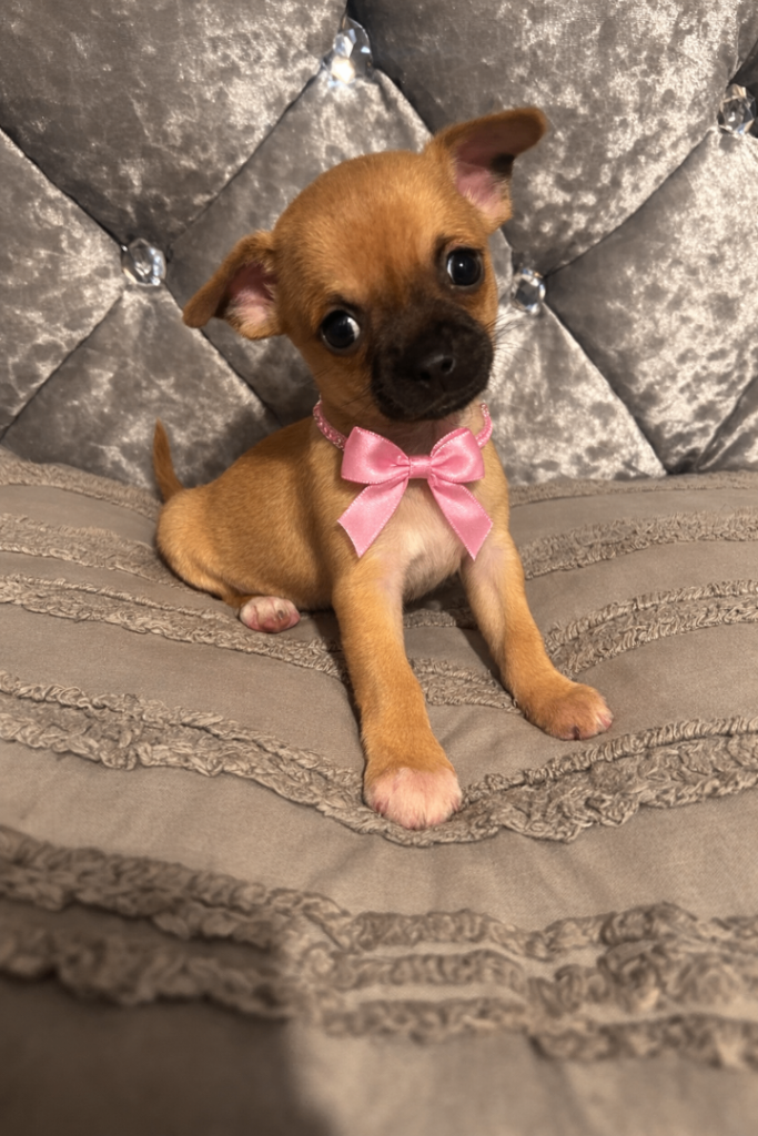 Pedigree chihuahua puppies 
