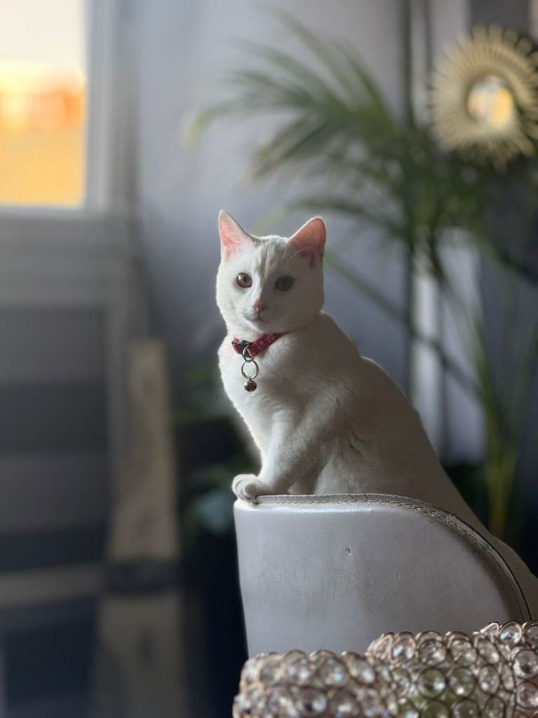 11 month old boy cat