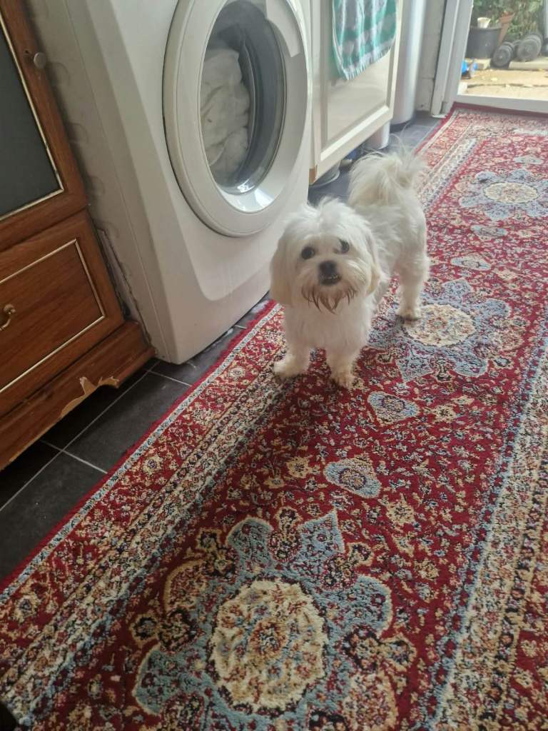 Bichon havanesse 