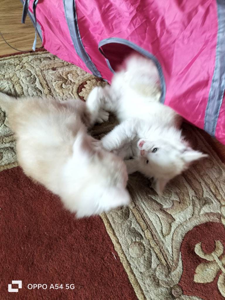 Maine Coon kittens (2)