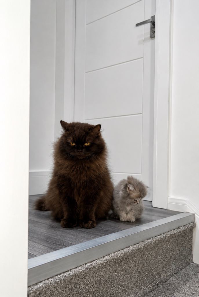 Luxury British Longhair Kitten | TICA Registered | Blue Tipped Tabby