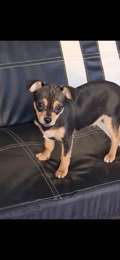 image for 🐾BEAUTIFUL CHIHUAHUA PUPPIES🐾**READY NOW**