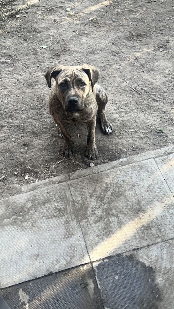  Dog for sale 