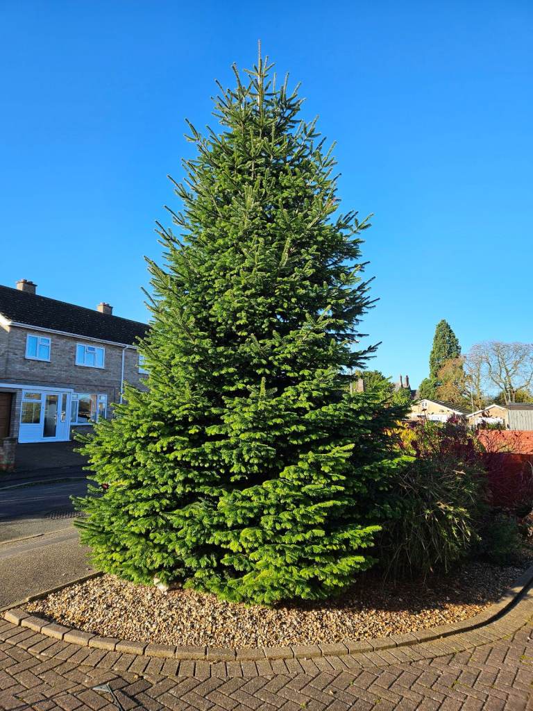 Large Christmas Tree Est 25ft