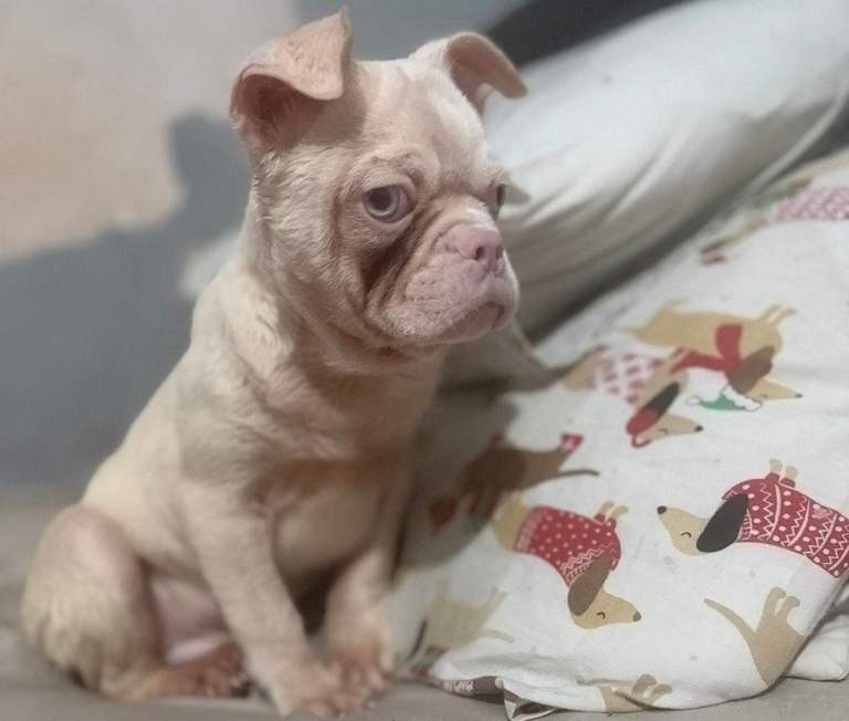 French bulldog pups READY NOW
