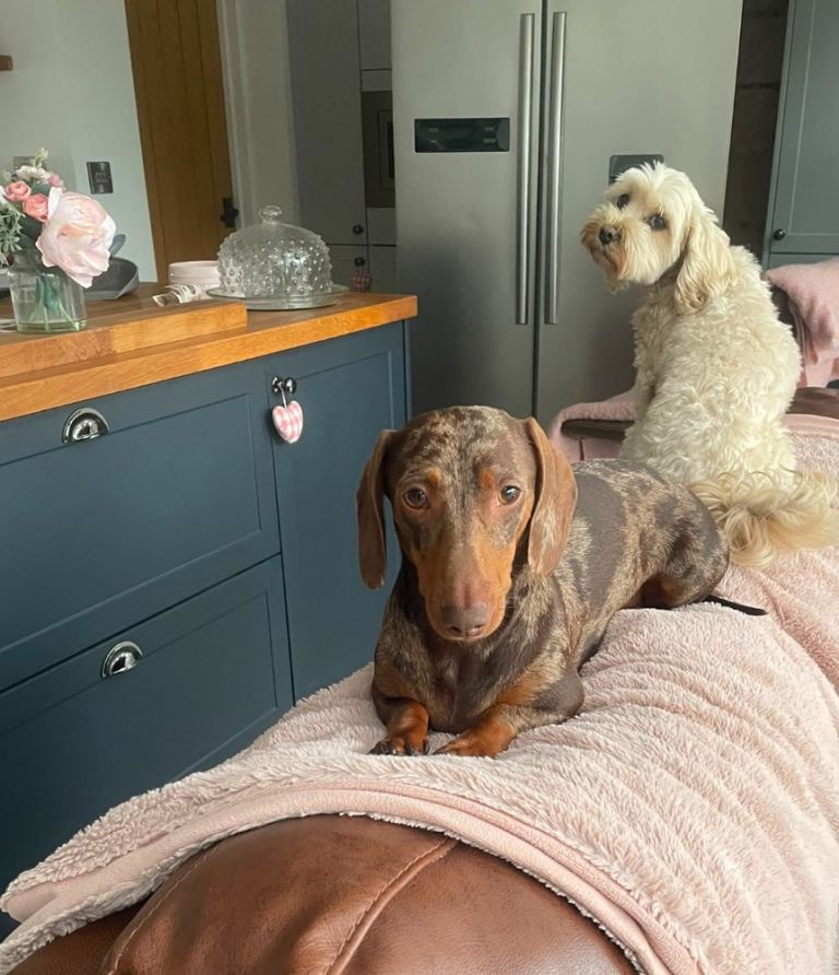 KC Registered Miniature Dachshund 