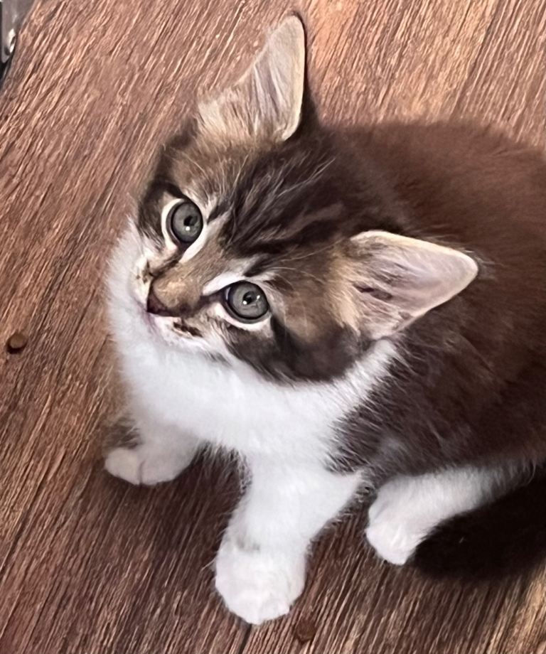 gorgeous kittens JUST 1 BOY LEFT  