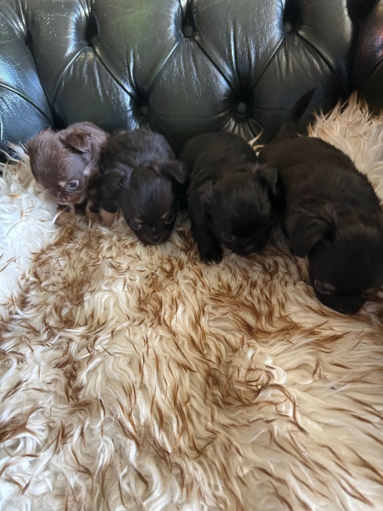 Tea cup chihuahua pups