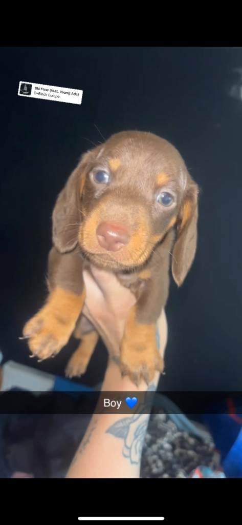 Dachshund puppy