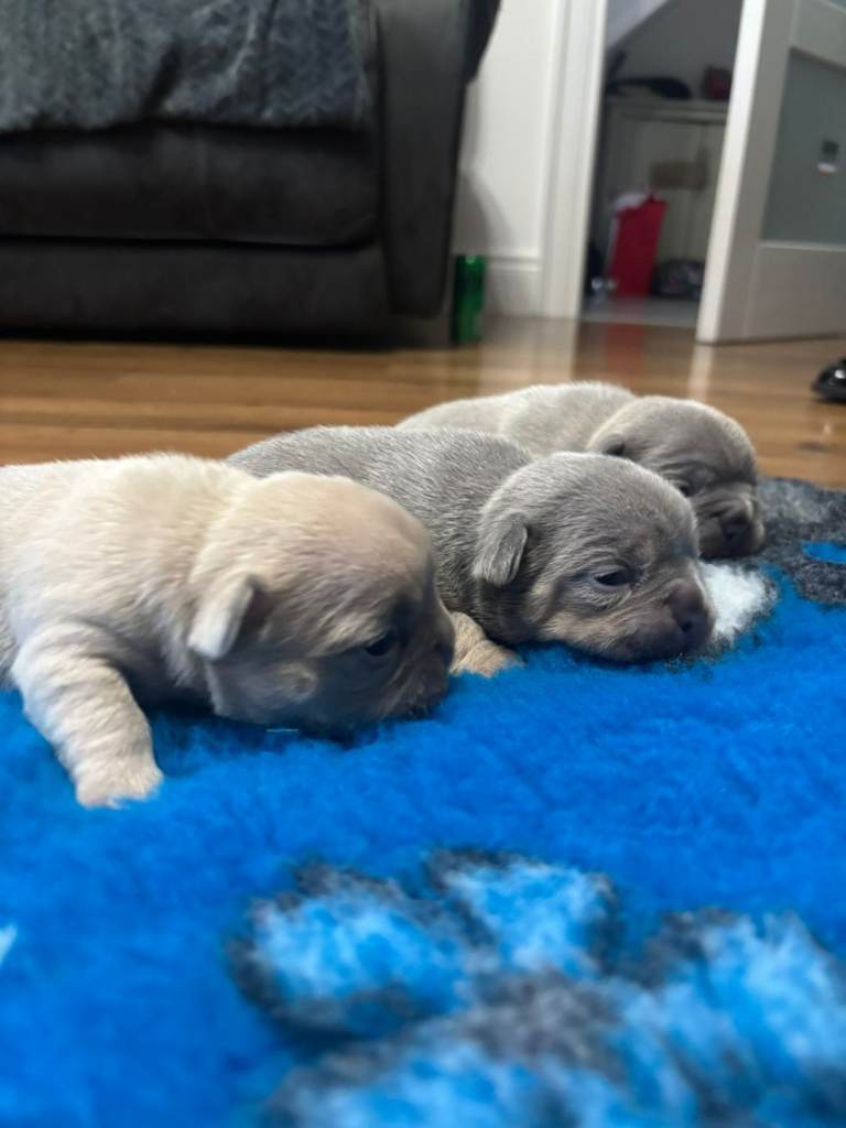 French Bulldog puppies