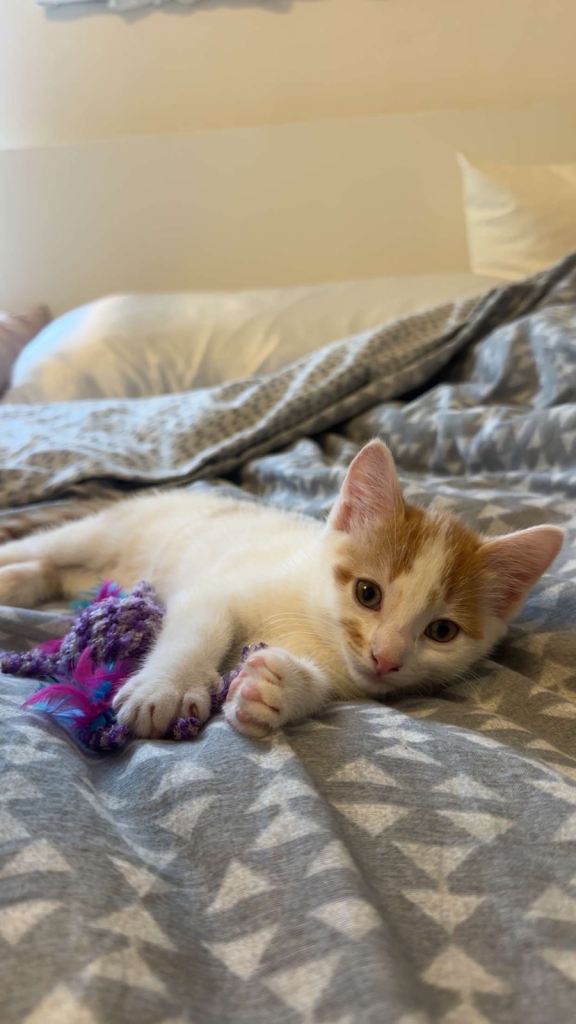 Kitten for sale 