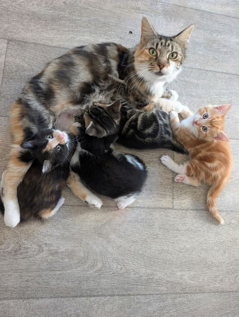 7 weeks old Siberian mix kittens 2 girls 2 boys