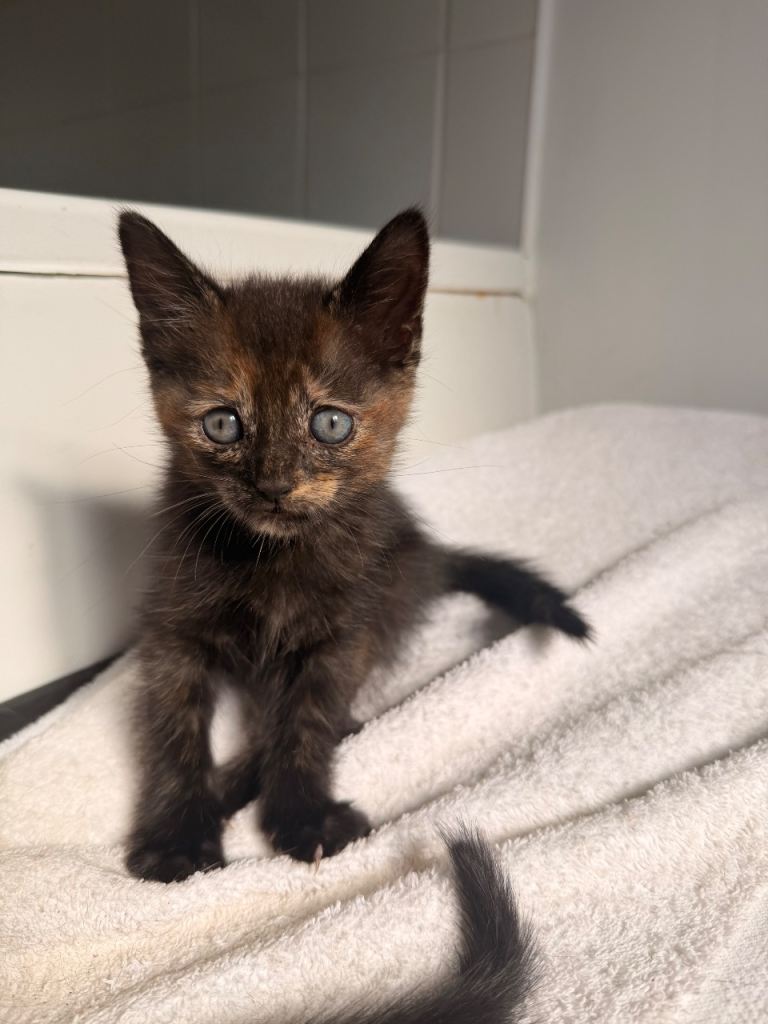 Beautiful Black & Tortoiseshell Kittens