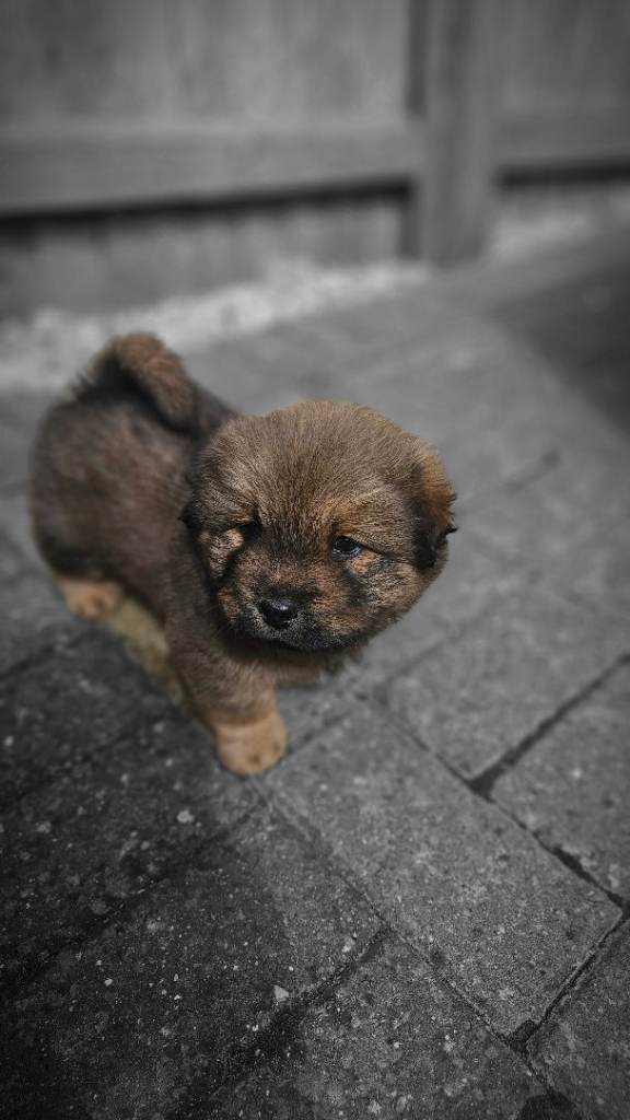 how chow pups
