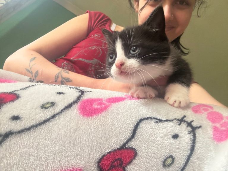 4 beautiful kittens looking for a home!