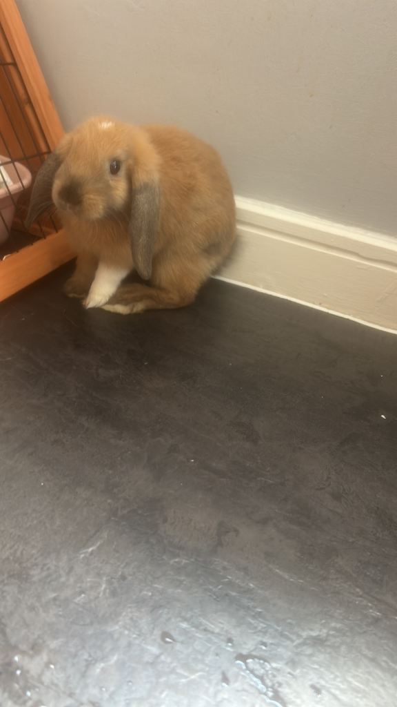 4month mini lop