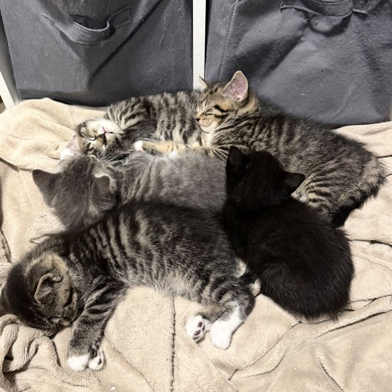Beautiful British shorthair kittens 