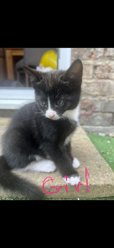 5 lovely kittens looking for new home.