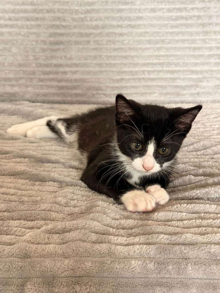 Black and white kitten