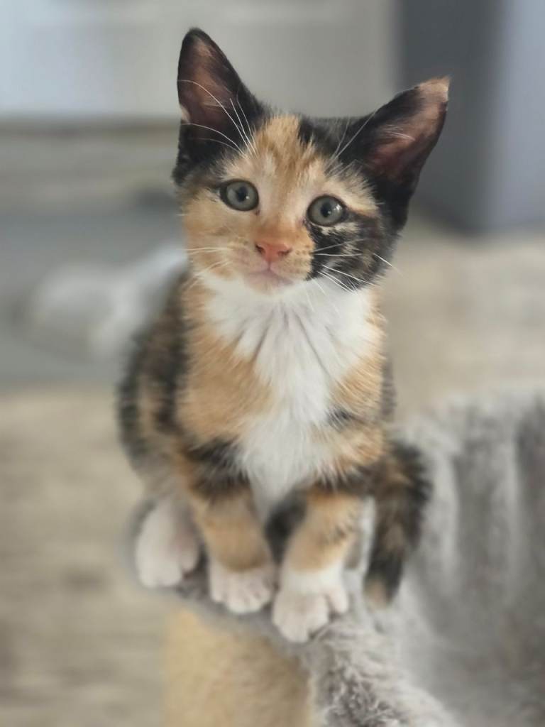 6 adorable Kittens ready for their new homes 