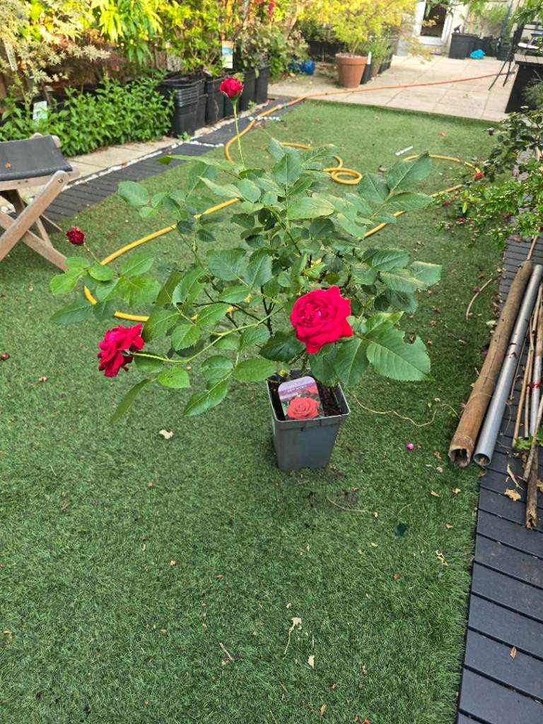 Red Rose fragrant deep secret bush plant flower tree