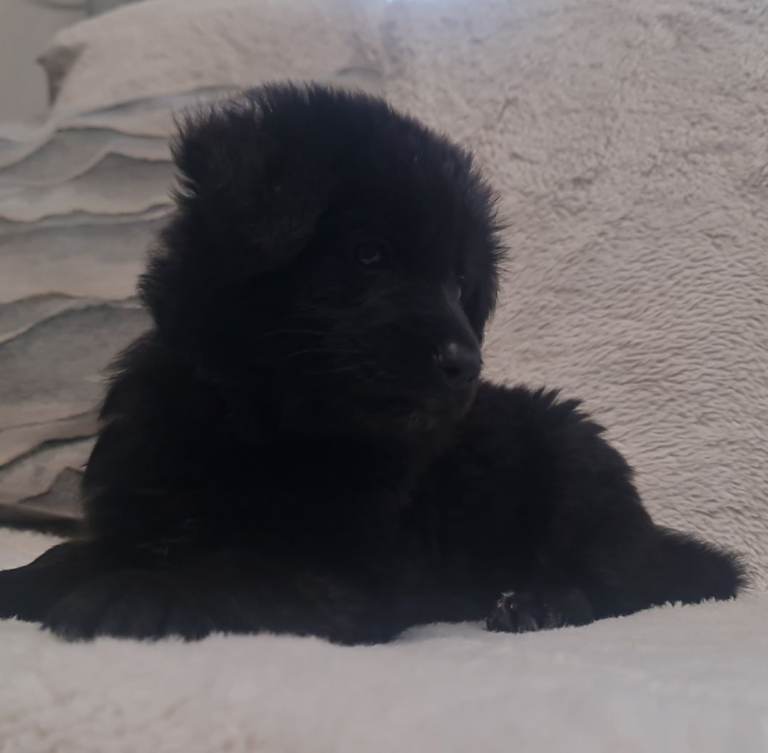 KC Top Quality German Shepherd Long Hair puppies  