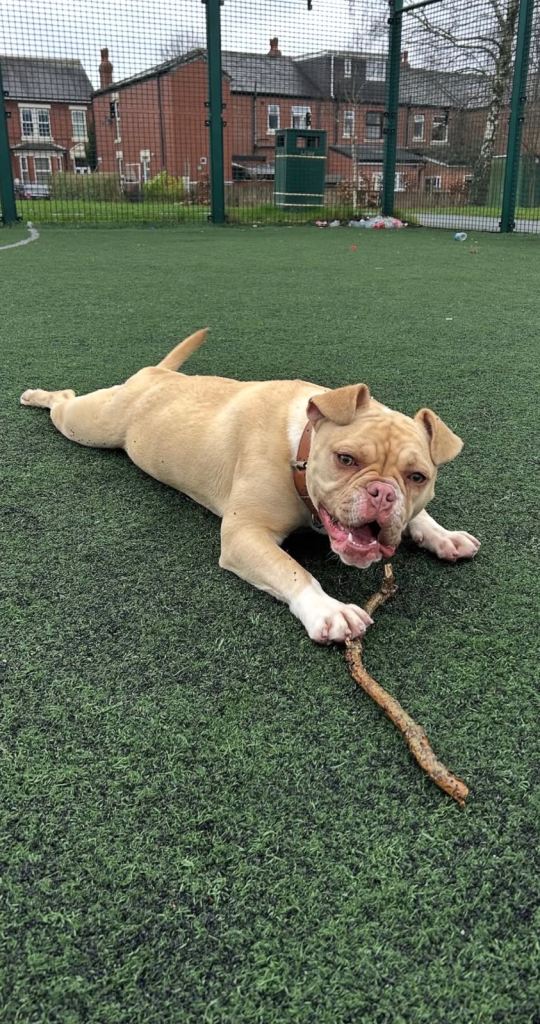 Beautiful Pocket Bully – Coco – 1 Year Old Female