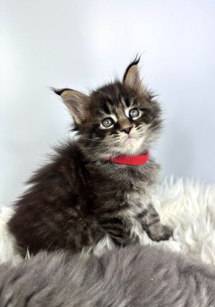 ✨7 Gorgeous Pure Breed Maine Coon Kittens✨