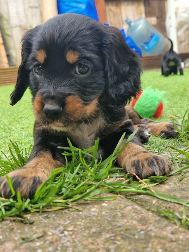 Sprocker pups 