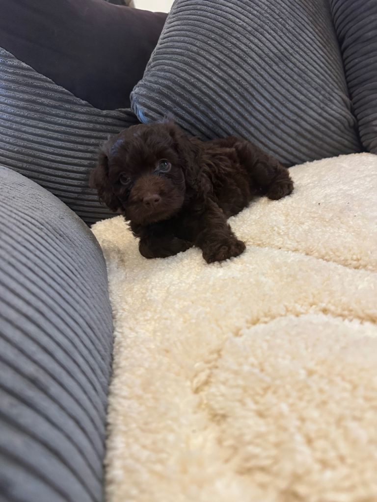 Female cockerpoo 