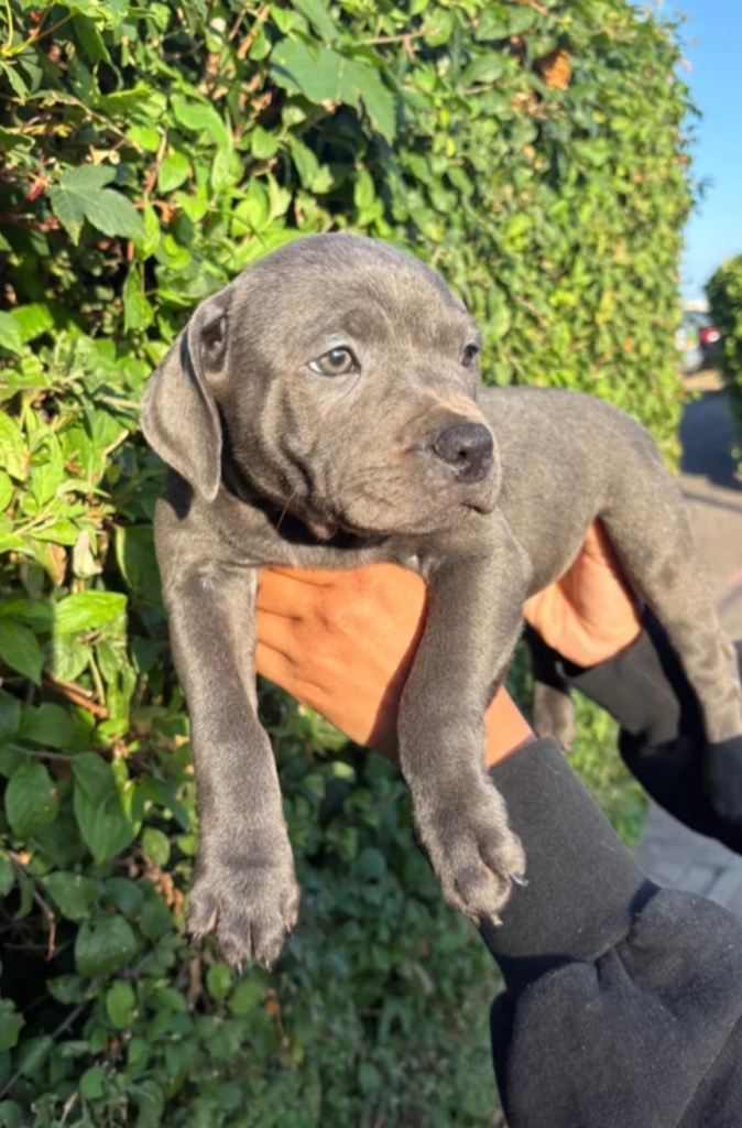 PHARAON PUPPIES 🏆 STAFFORDSHIRE BULL TERRIERS