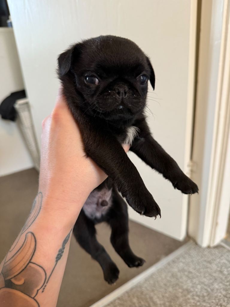 KC Pug Puppies 