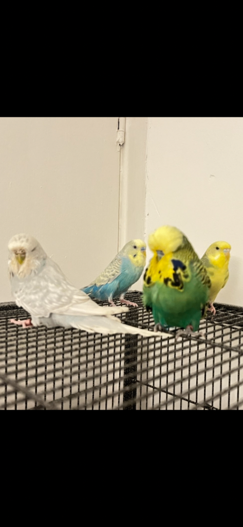 4 budgies and cage 