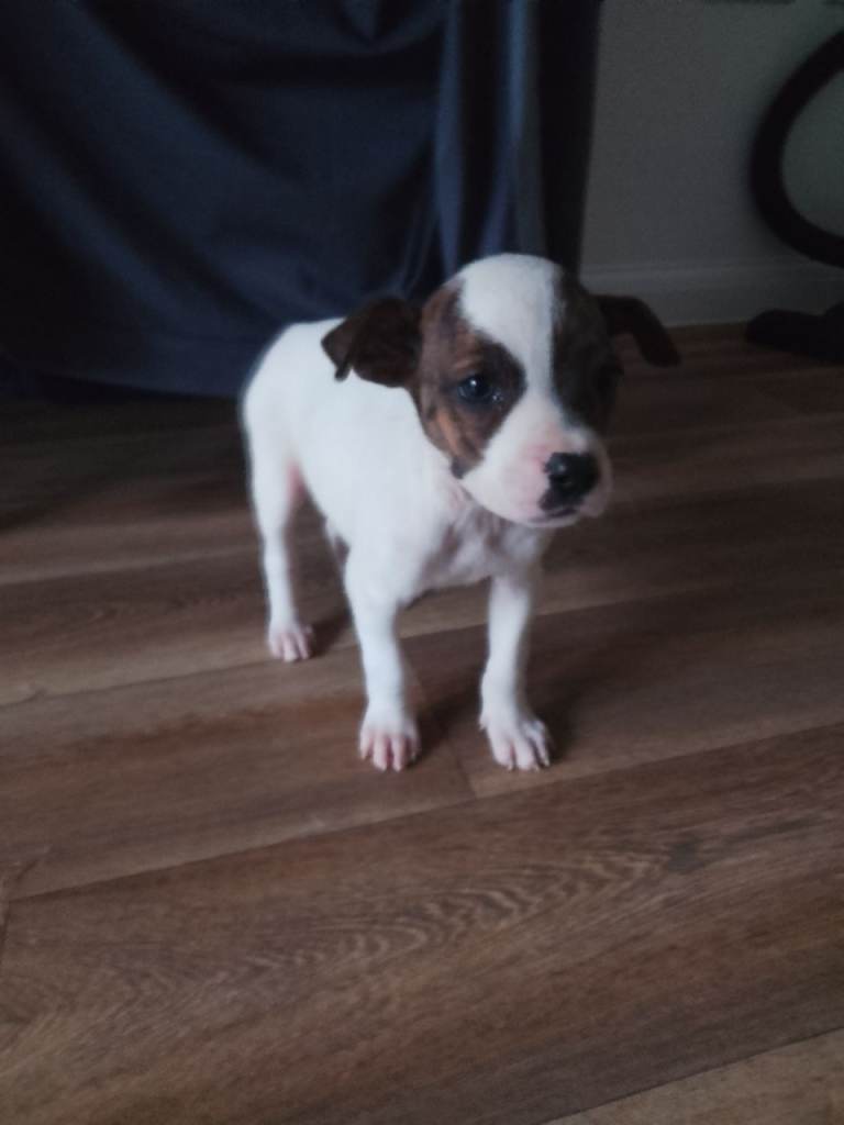 9 week old staff x female 