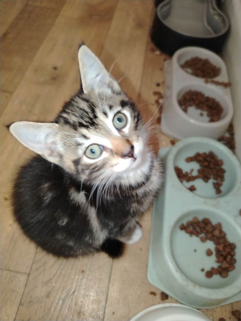 Kitten for sale now sold
