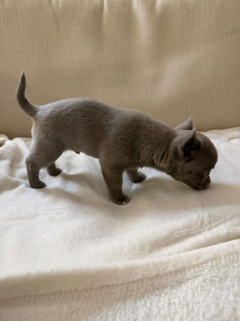 Blue Chihuahua Puppy