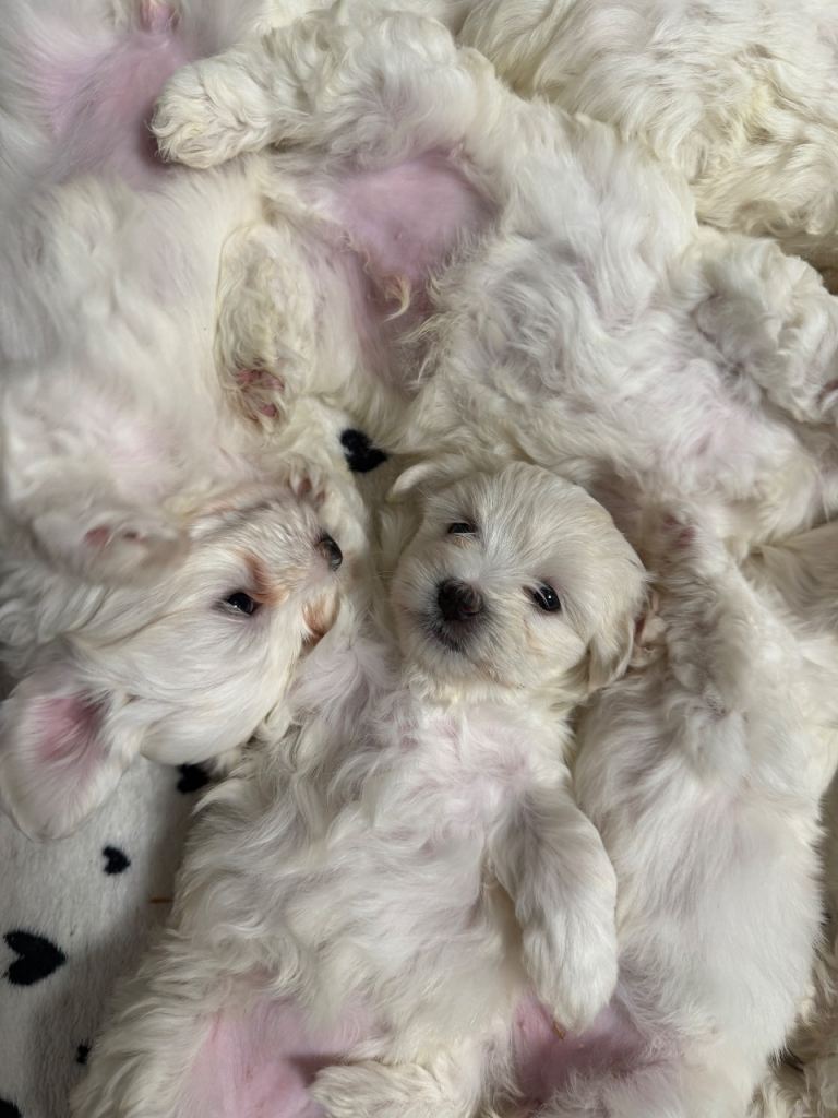 Bichon Frise Puppies for Sale – Ready Soon