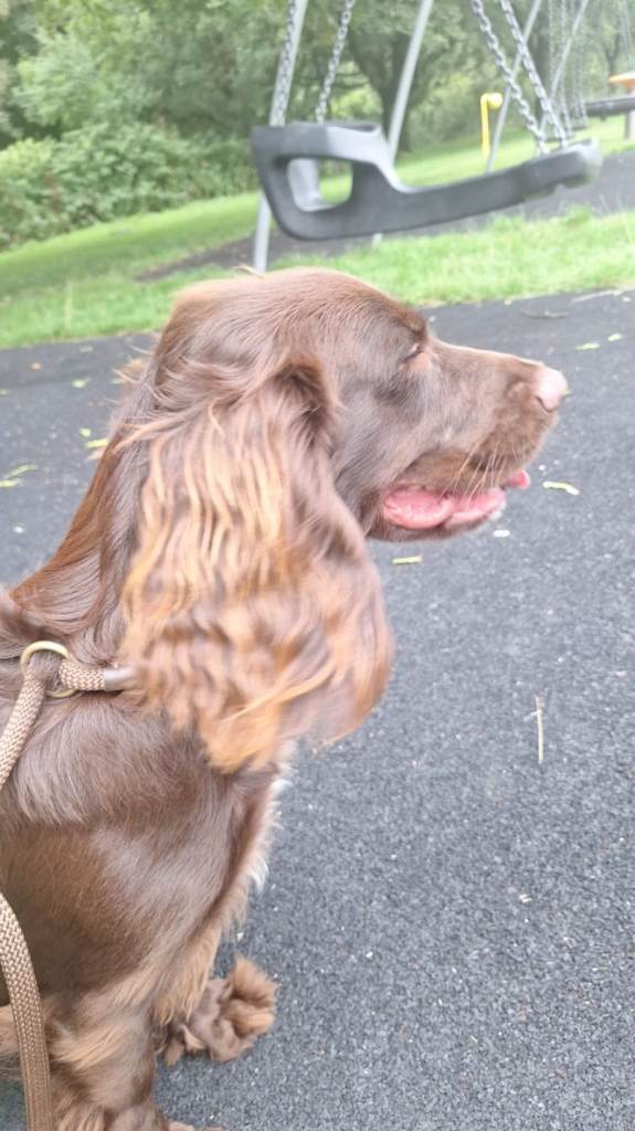 Sprocker spaniel 9 mths old female