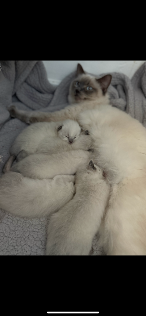 ❤️ pure Ragdoll kittens❤️
