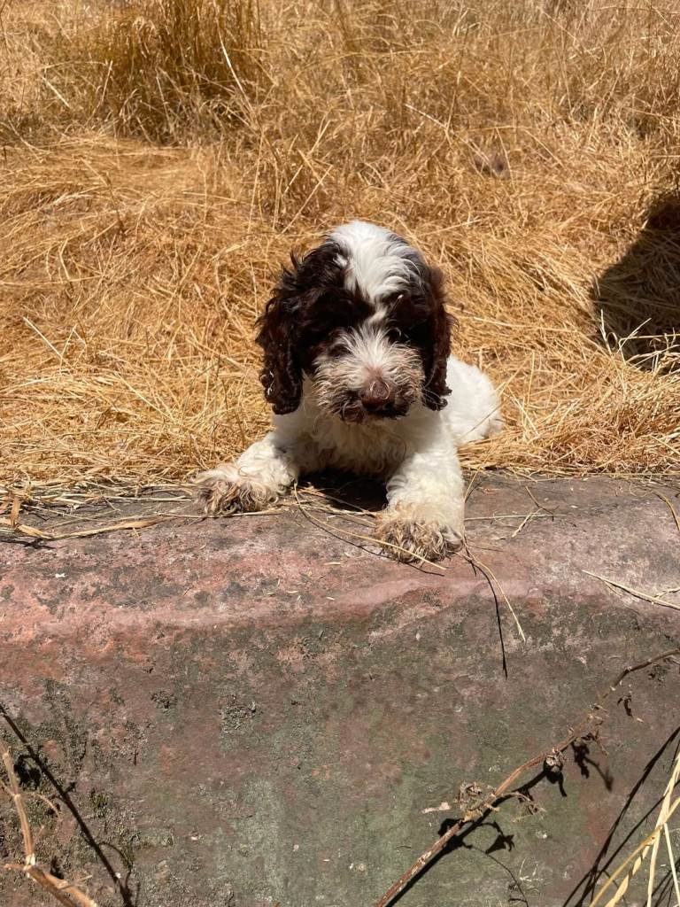 Beautiful cockapoo puppies 